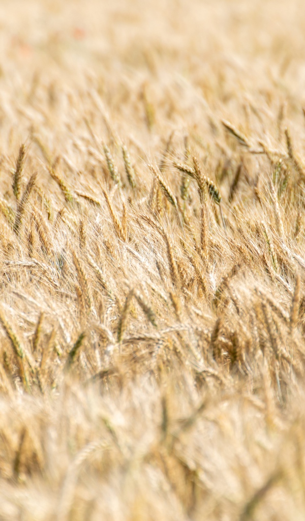 Поле спелой пшеницы осенью