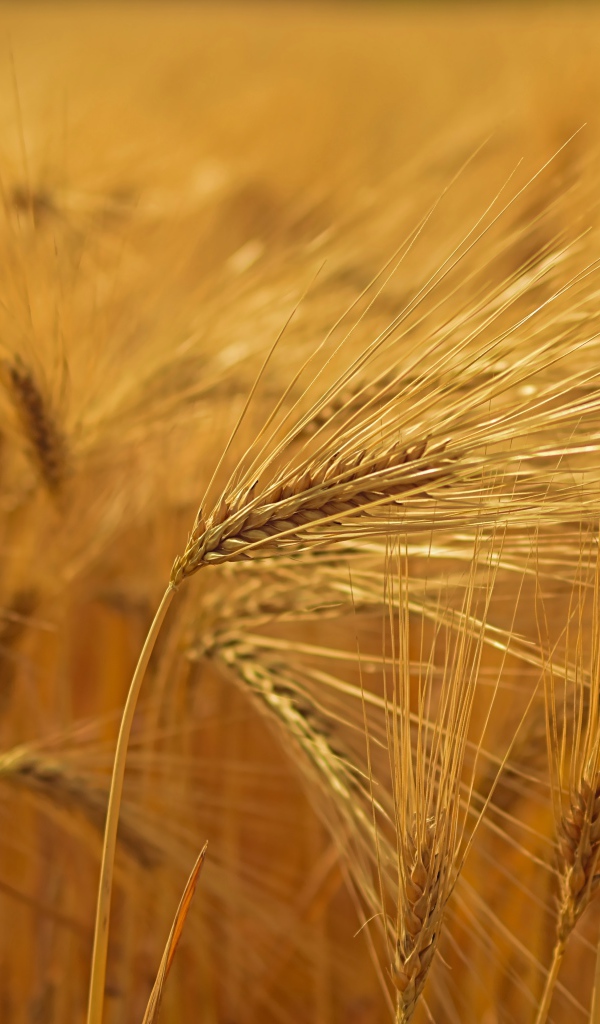 Спелые желтые колосья пшеницы на поле