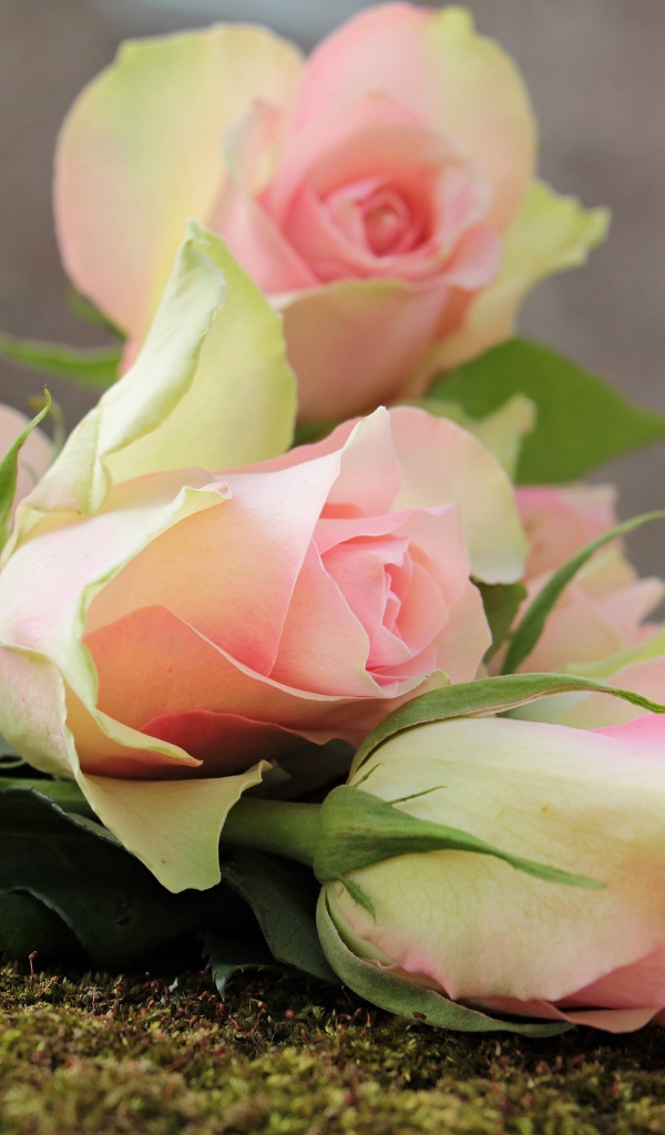 Букет розовых тюльпанов лежит на земле