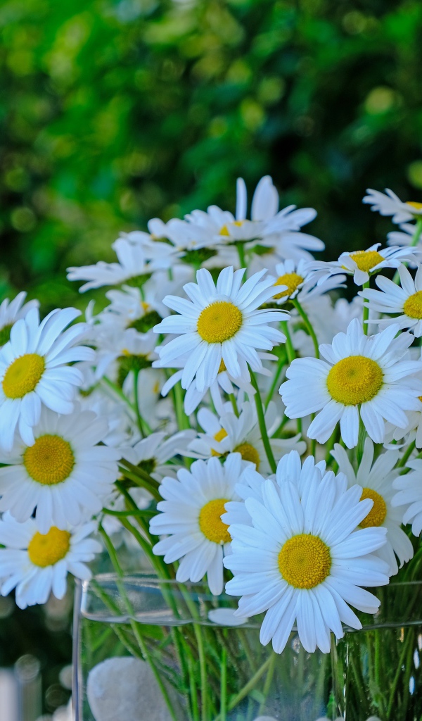 Большой букет белых ромашек в стеклянной вазе на столе 