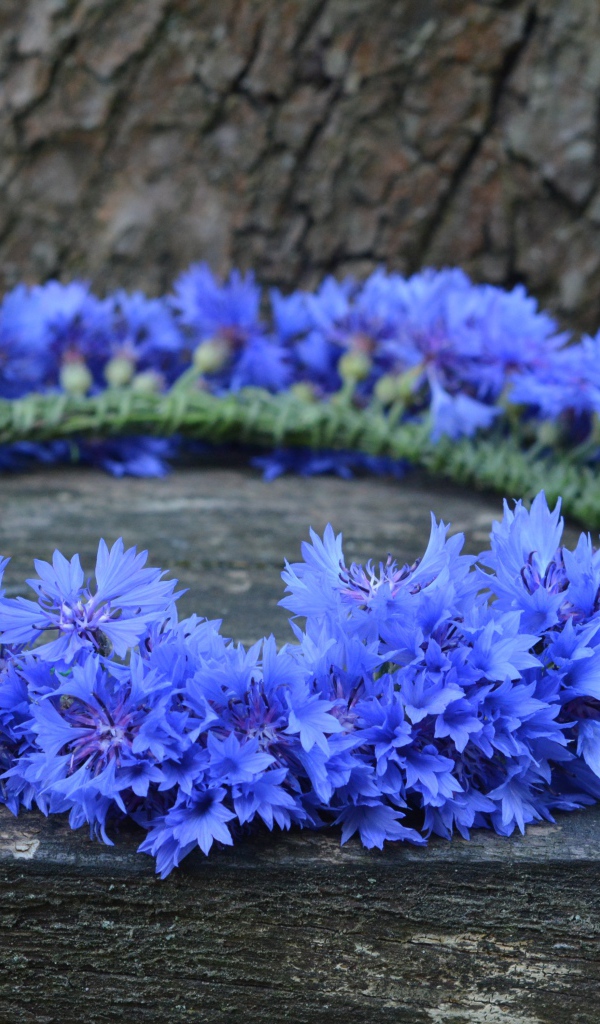 Венок из синих цветов василька на лавке