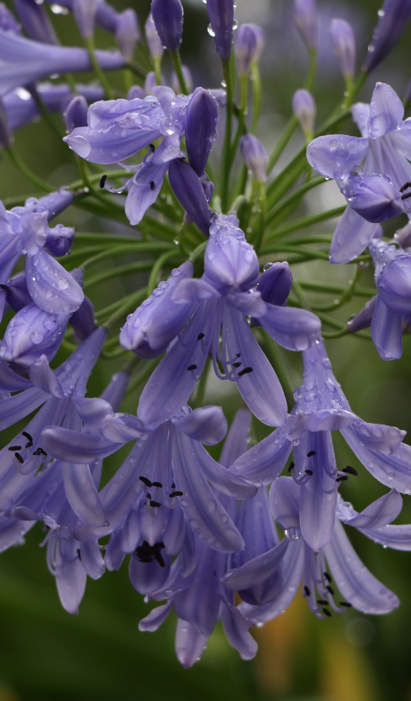 Красивые цветы Агапантус в каплях росы