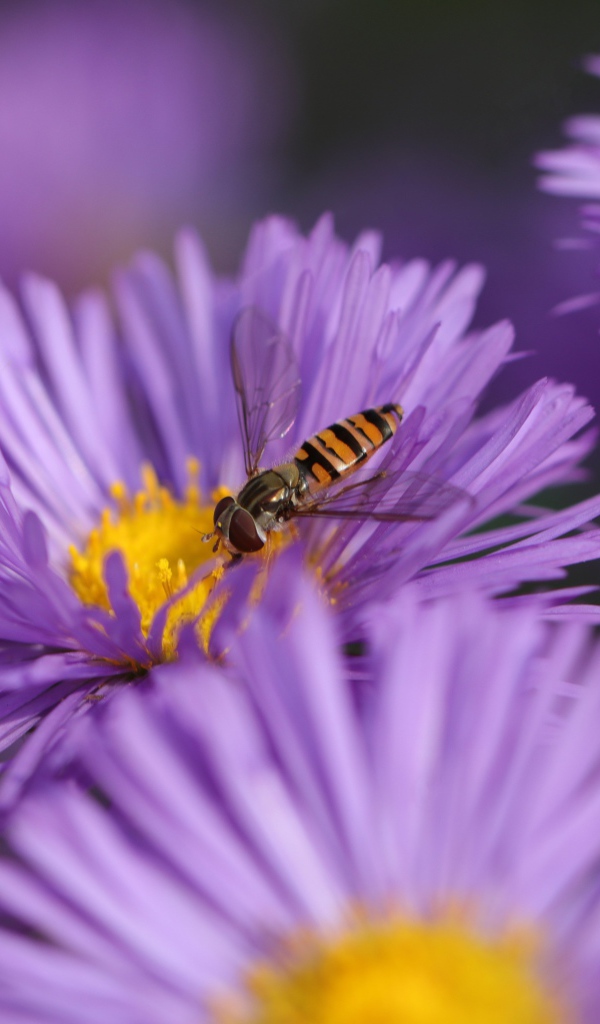 Красивые цветы астры на клумбе 
