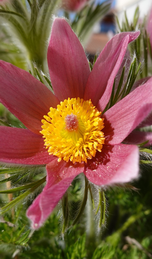 Красивые осенние цветы прострел