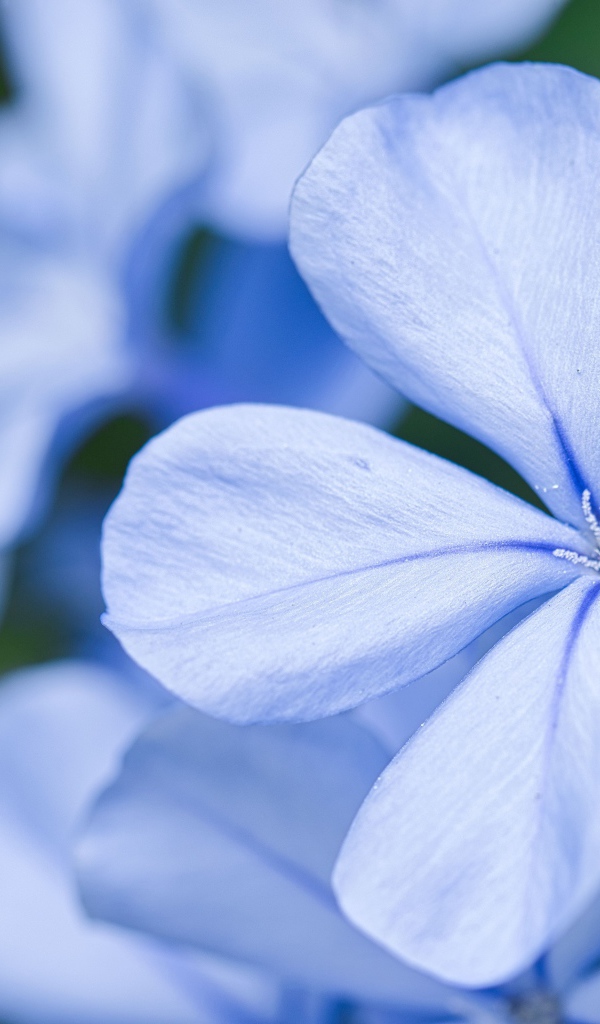 Красивый голубой цветок флокса крупным планом 