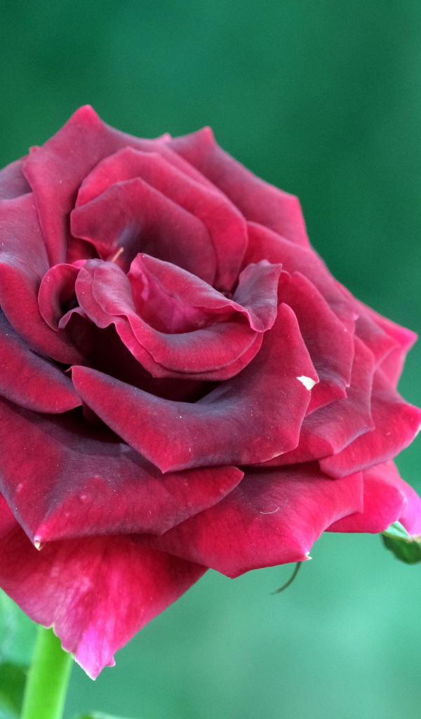 Красивая бордовая роза на зеленом фоне крупным планом