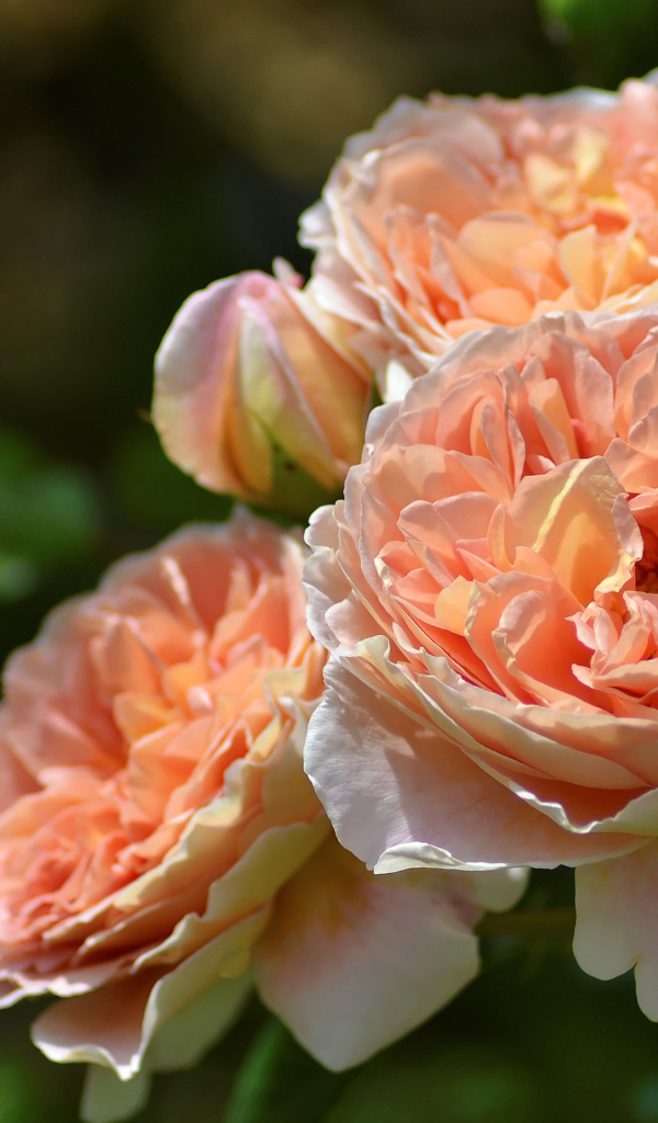 Красивые кремовые цветы парковой розы крупным планом