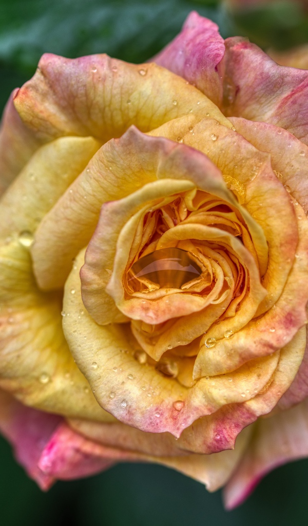 Красивая кремовая роза с бутонами на клумбе