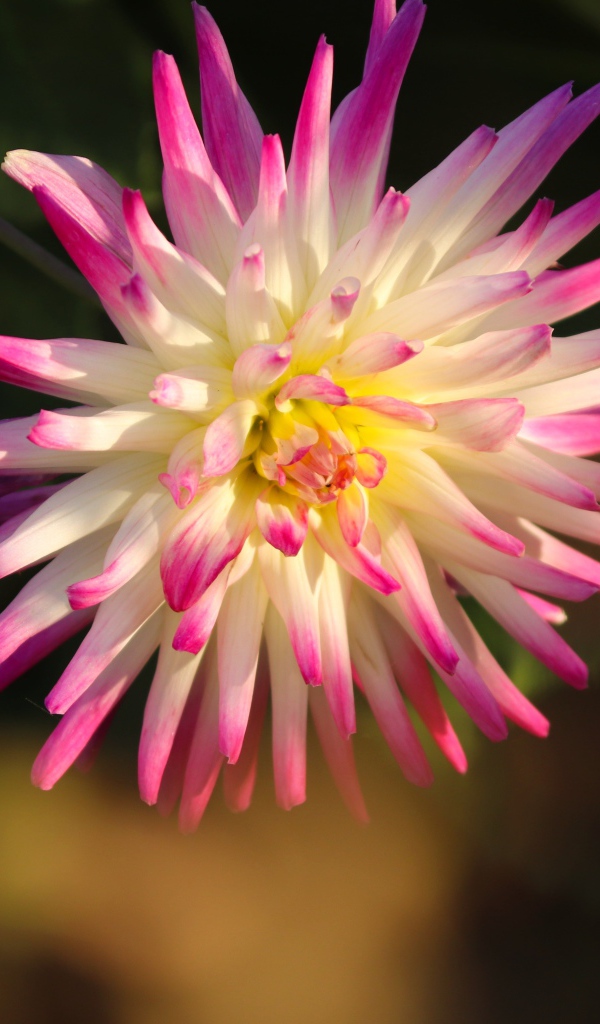 Красивый цветок георгина с розовыми лепестками 