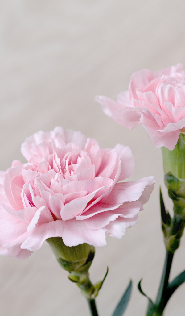 Красивые нежные цветы гвоздики крупным планом