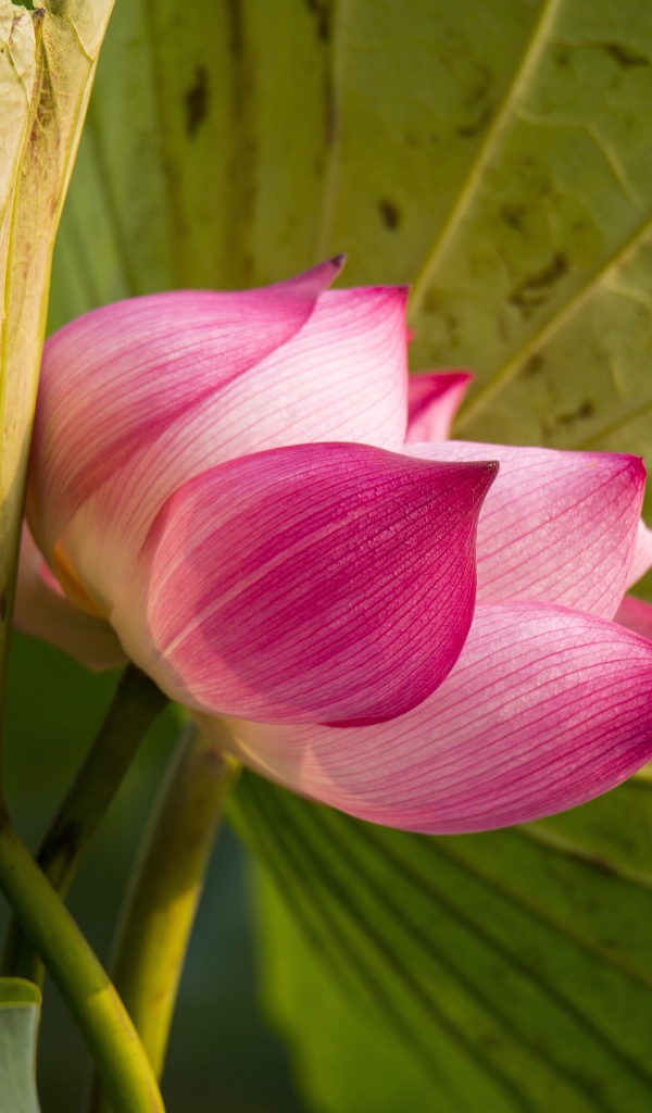 Красивый нежный розовый цветок лотоса в зеленых листьях