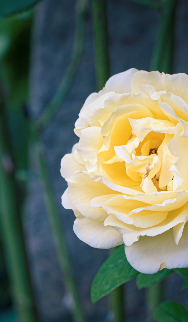 Красивая нежная белая роза крупным планом 