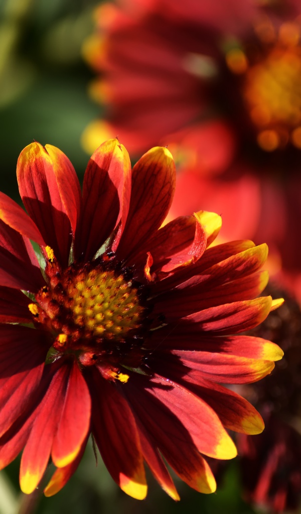 Красивый огненный цветок Гайлардия