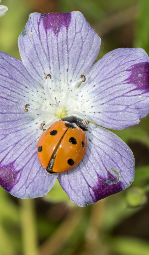 Красивый цветок гипсофилы с божьей коровкой 