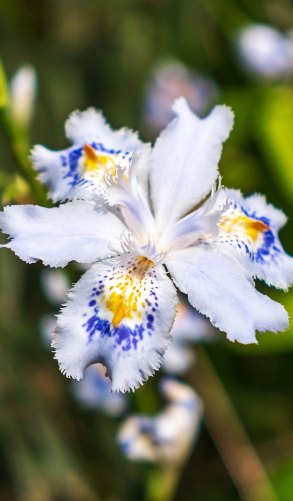 Красивый цветок ириса в лучах солнца на клумбе 