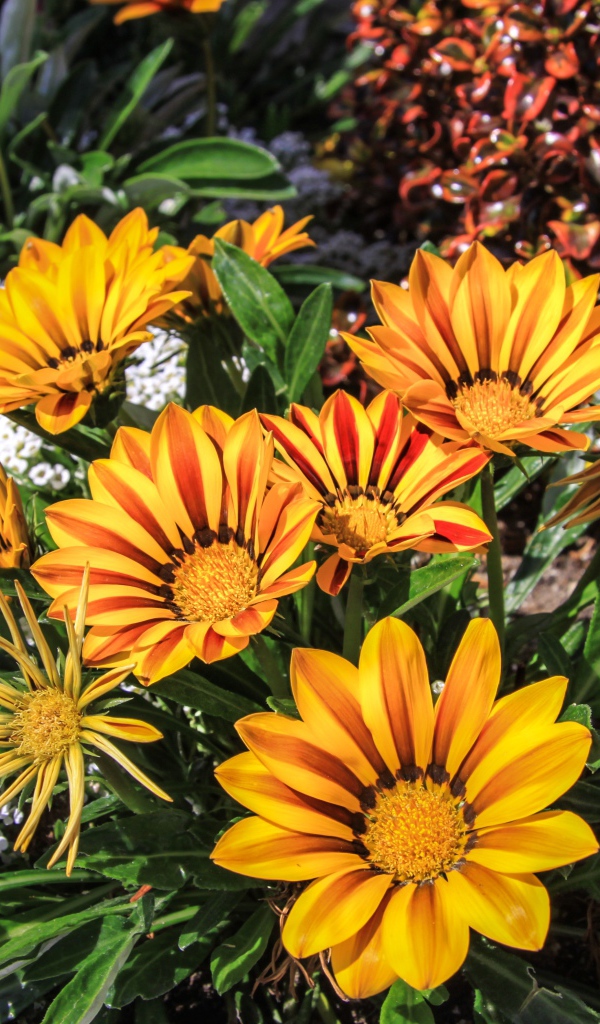 Красивые оранжевые цветы газания на клумбе