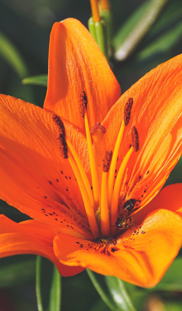 Красивый оранжевый цветок лилии крупным планом 