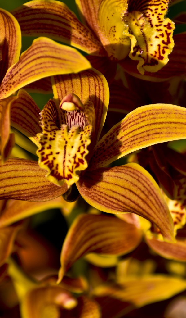 Красивые оранжевые цветы орхидеи крупным планом 