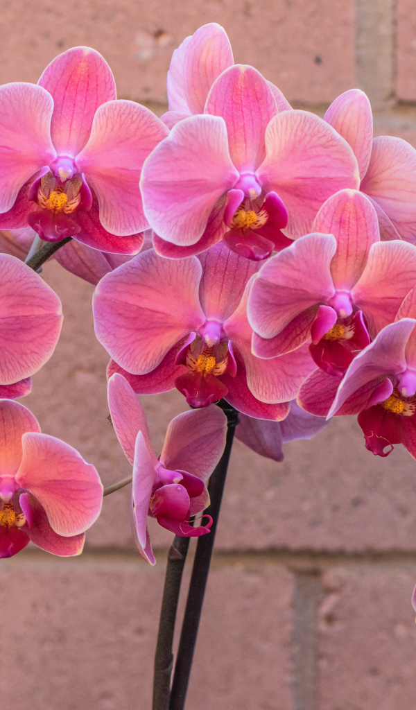 Красивый цветок орхидея с розовыми цветами у стены