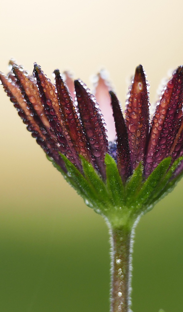 Красивый цветок остеоспермума в каплях росы 