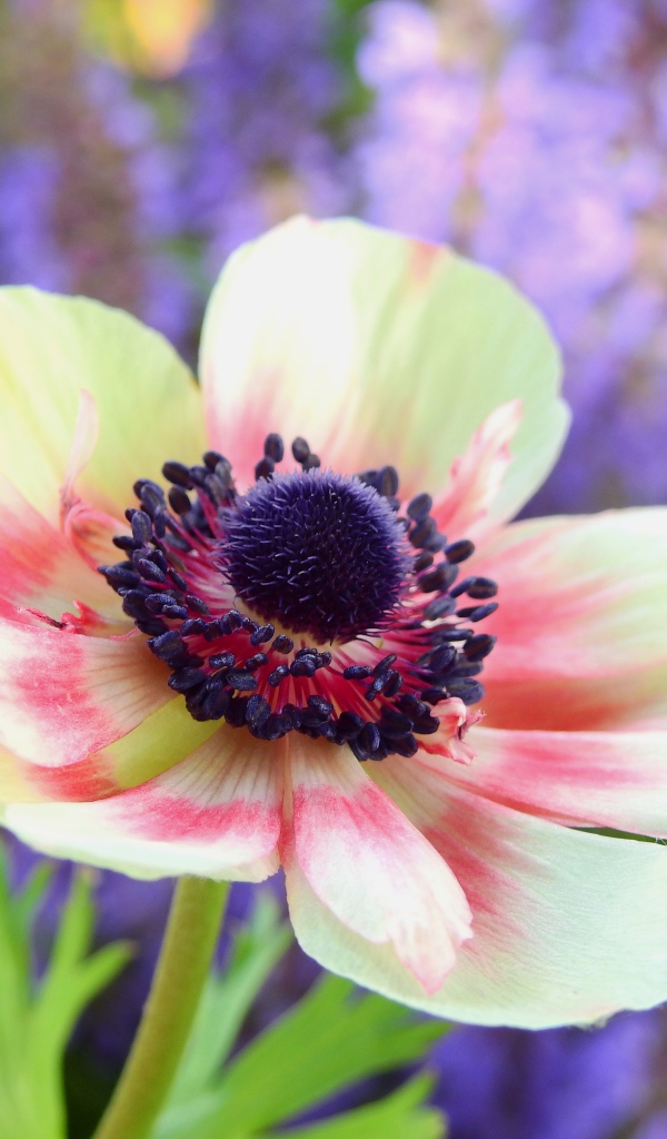 Красивый розовый цветок анемоны на клумбе 