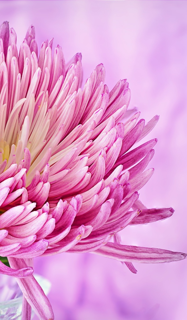 Красивый розовый цветок астры крупным планом