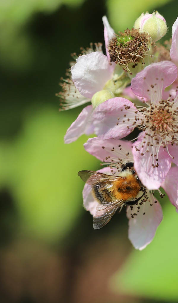 Красивые розовые цветы яблони крупным планом