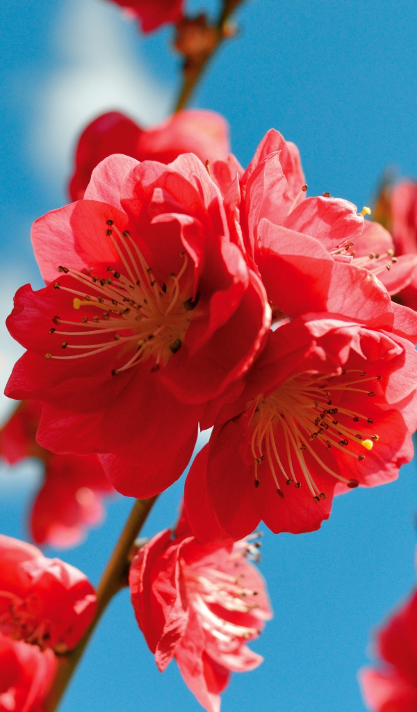 Красивые розовые цветы на ветке дерева на фоне голубого неба весной