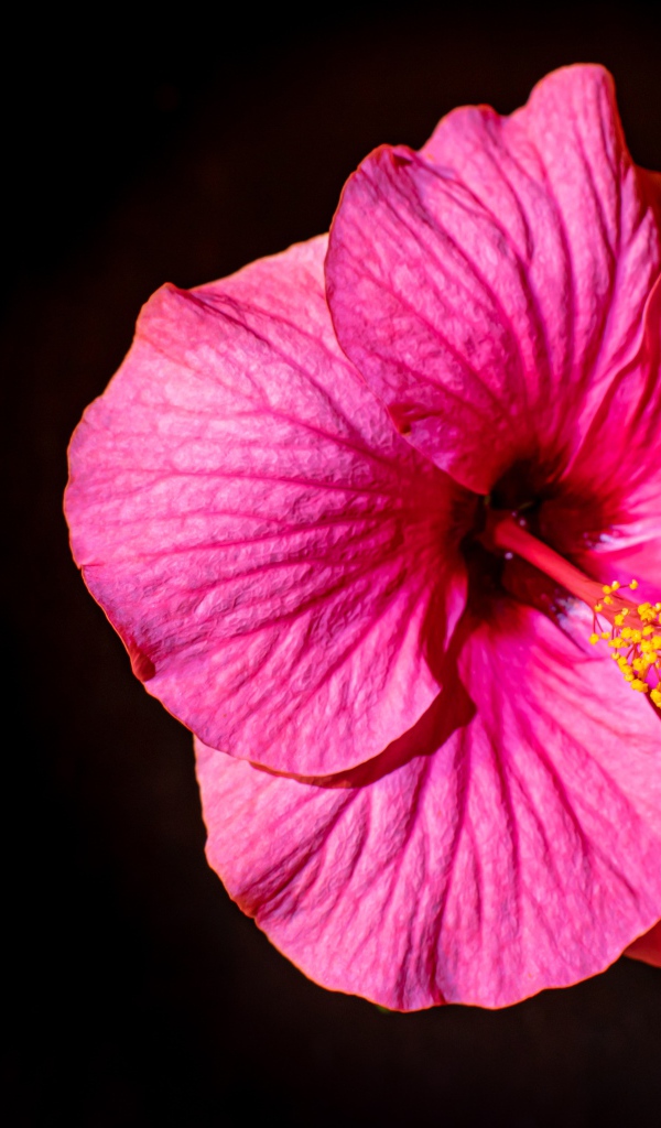 Красивый розовый цветок гибискуса с зелеными листьями на черном фоне