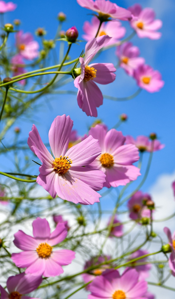 Красивые розовые цветы космея с бутонами на фоне голубого неба