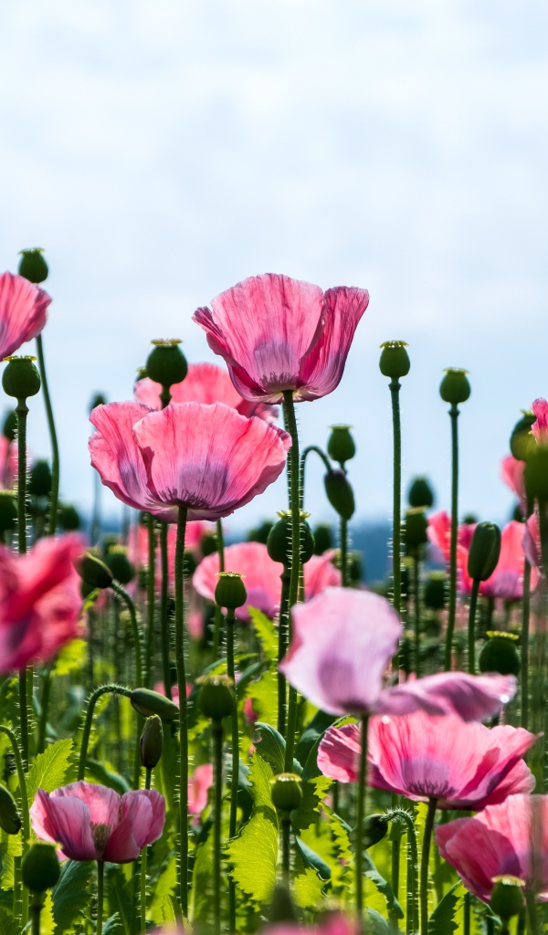 Красивые розовые маки с нежными лепестками 
