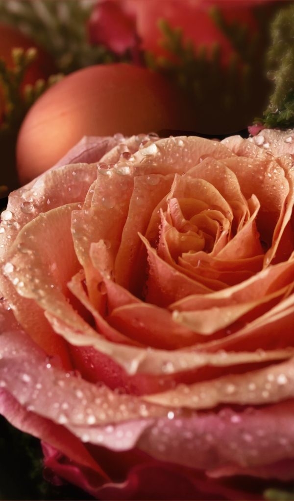 Красивая розовая роза в каплях росы с шарами 