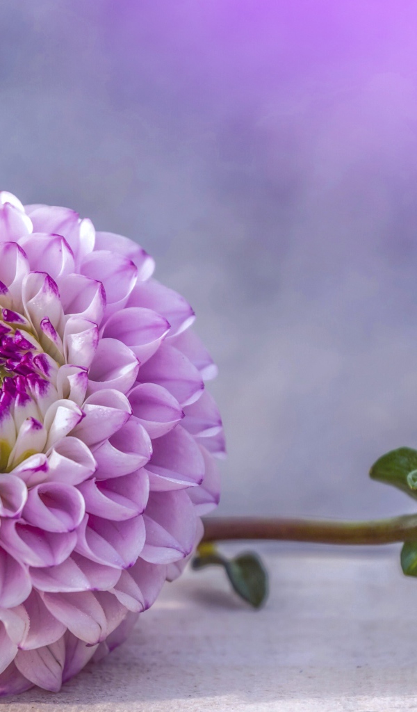 Красивый пурпурный цветок георгина с бутоном