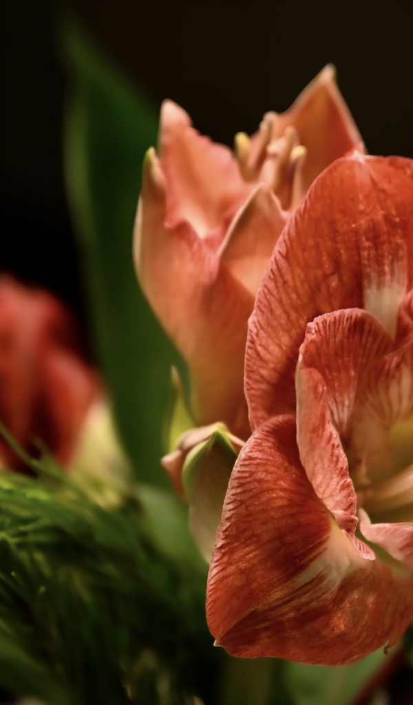 Красивый  красный цветок амариллиса с веткой ели