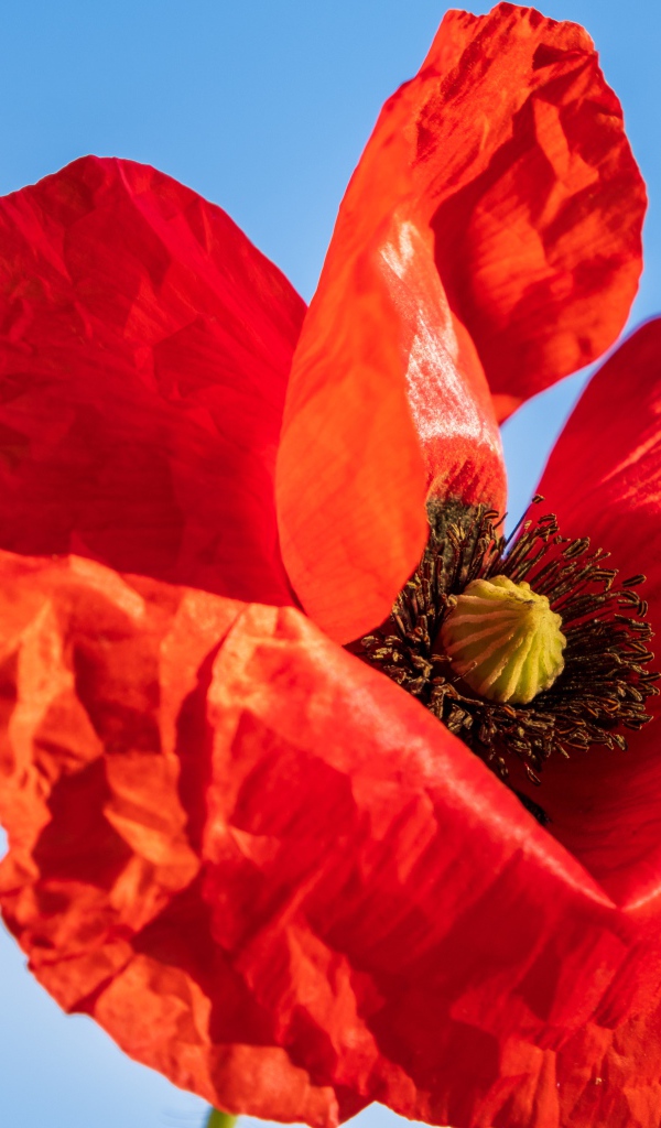 Красивый красный мак крупным планом на голубом фоне 