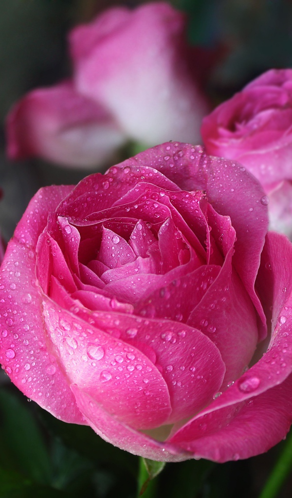 Красивые цветы розы в каплях росы 