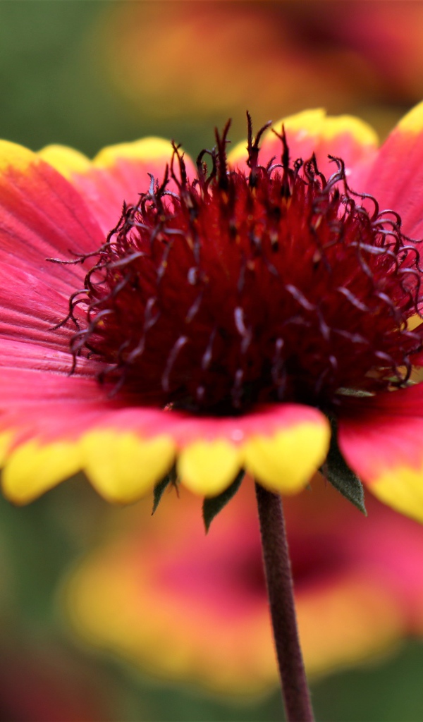 Красивый цветок рудбекия с оранжевыми лепестками