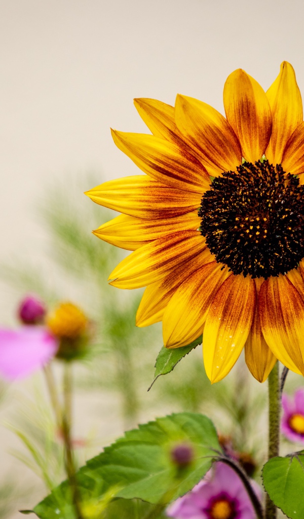 Красивый подсолнух с цветами космеи 