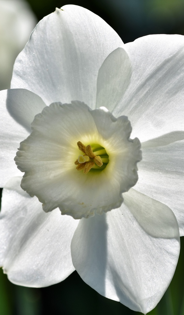 Красивый белый цветок нарцисса крупным планом
