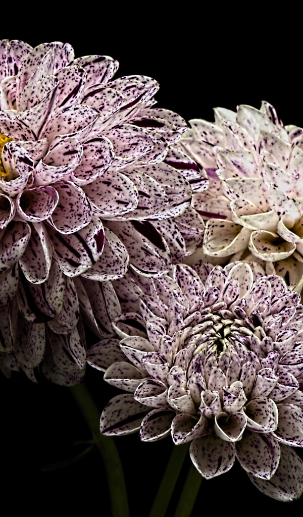 Красивые белые георгины с фиолетовыми брызгами 