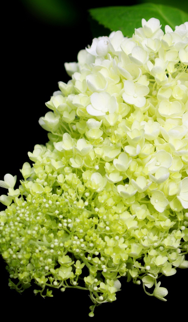Красивые белые цветы Гортензии на черном фоне
