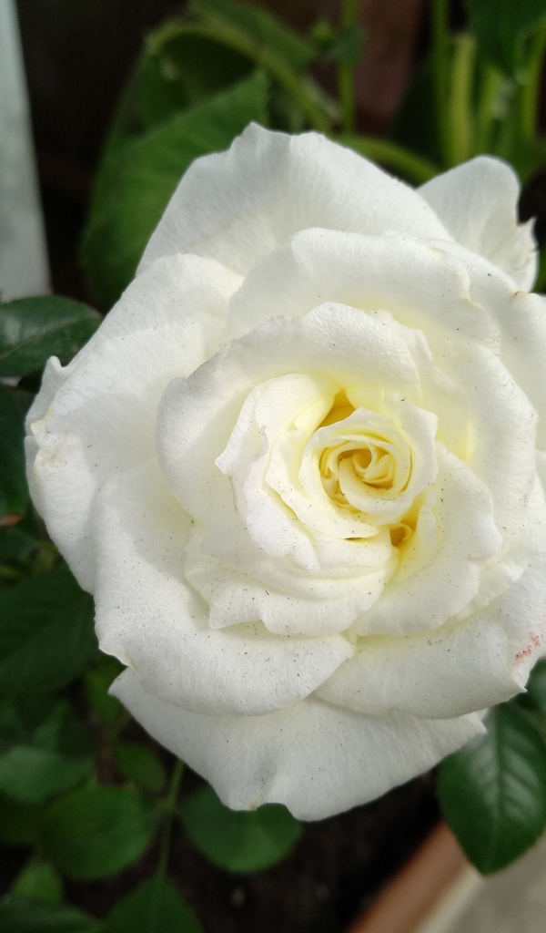 Красивый белый цветок розы крупным планом