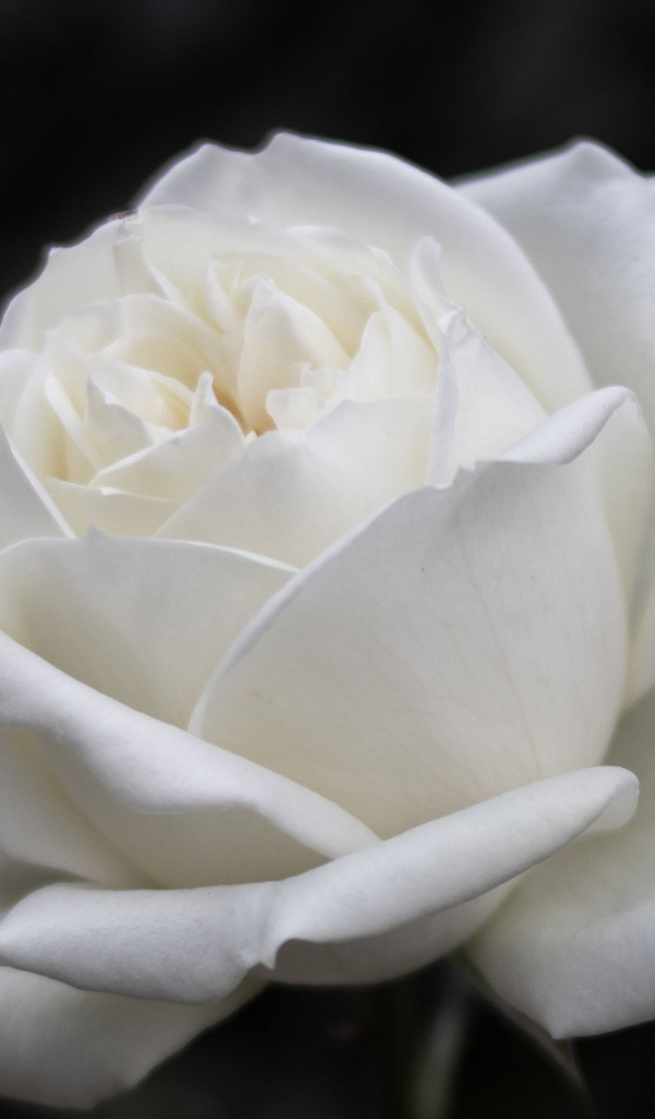 Красивый белый цветок розы на черном фоне 