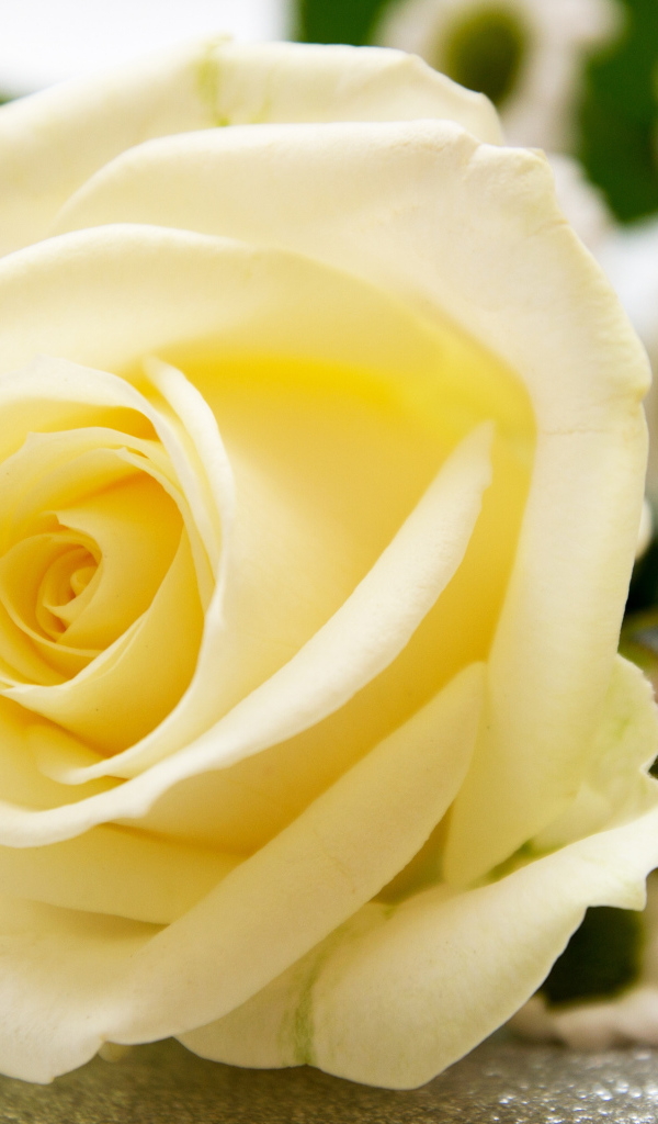 Красивая белая роза лежит на столе