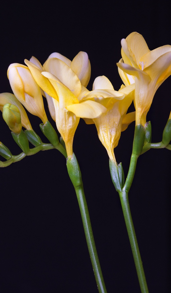 Красивый желтый цветок фрезии с бутонами на черном фоне 