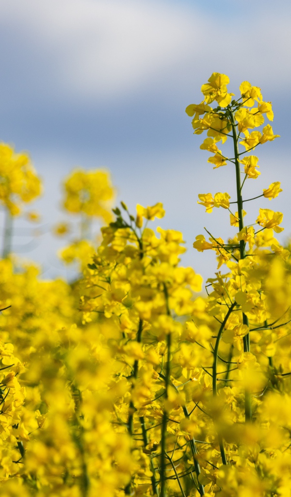 Красивые желтые цветы рапса на поле 