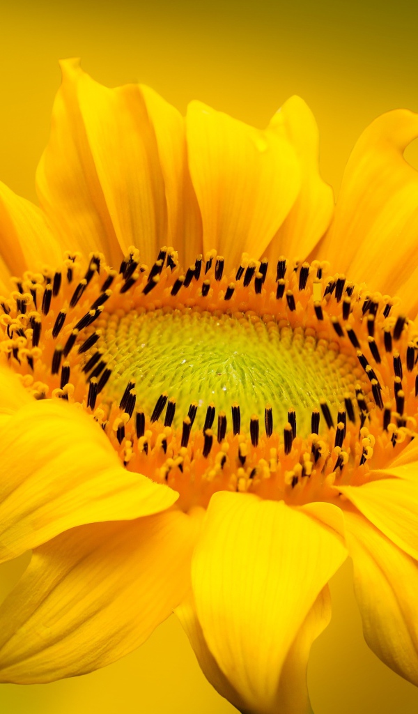 Красивый желтый цветок подсолнуха на желтом фоне