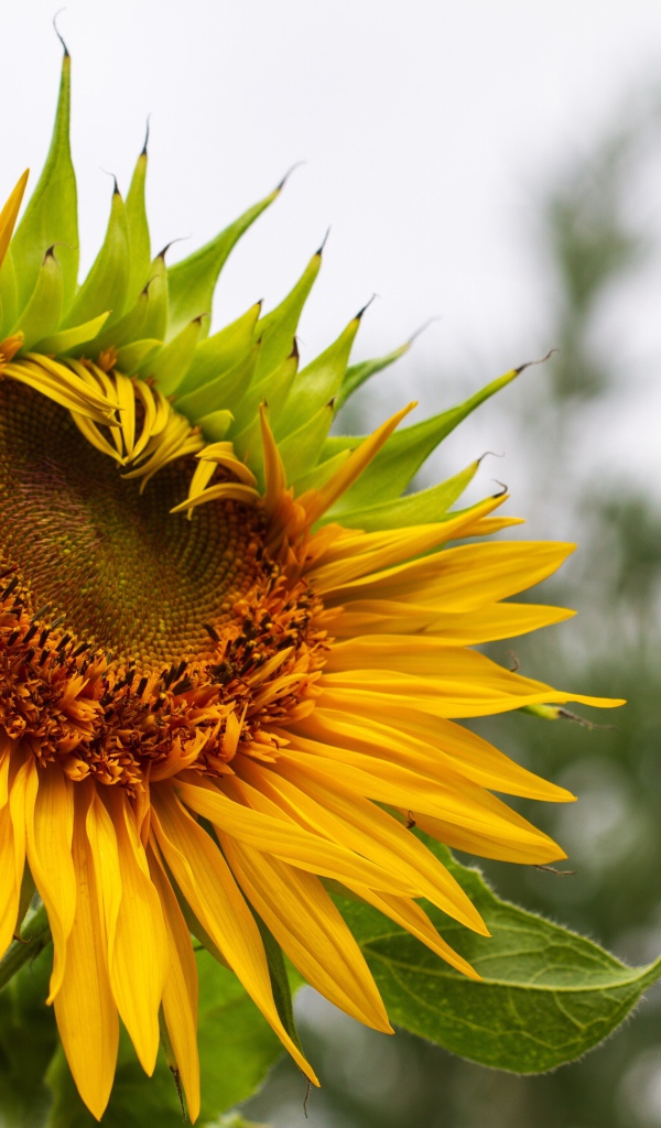 Красивый желтый подсолнух на огороде