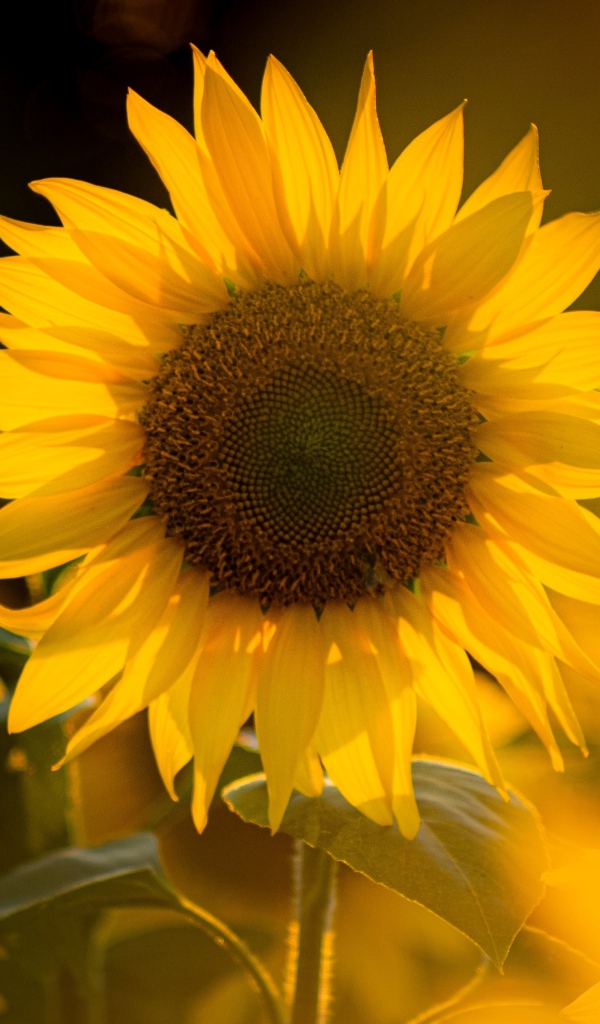 Красивый желтый подсолнух в лучах солнца 