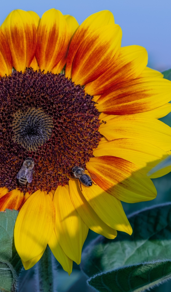 Большой красивый цветок подсолнуха с пчелами